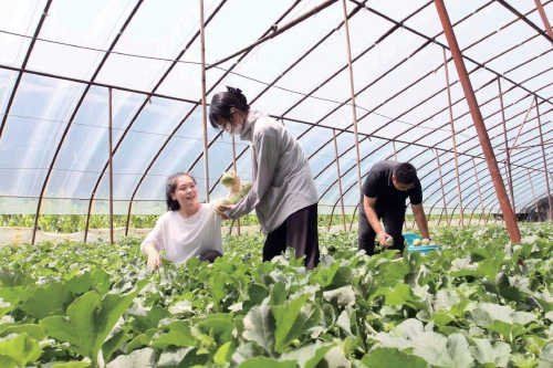 河北承德市双滦区：种植特色果蔬促共富