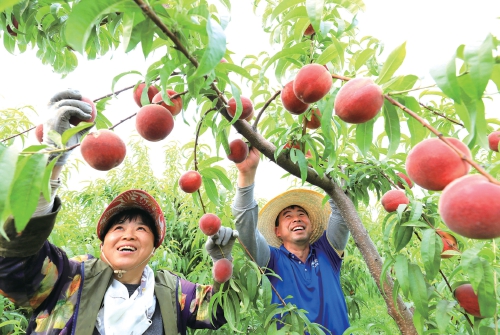 夏日鲜桃抢“鲜”上市