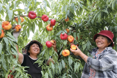 安徽淮北市：打造特色种植基地　发展绿色种植产业