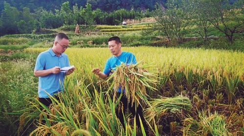 重庆：“江津味稻”品牌响　高产优质效益好